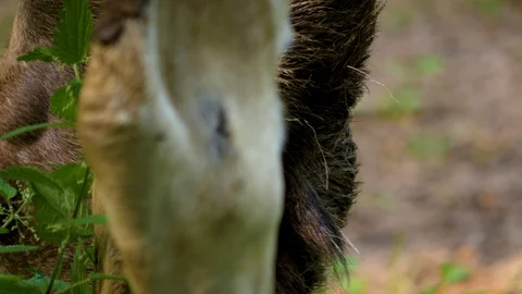 Moose eating Stock Footage 113580762