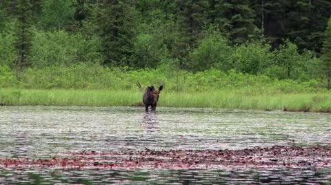 Moose eating in lake Stock Footage
