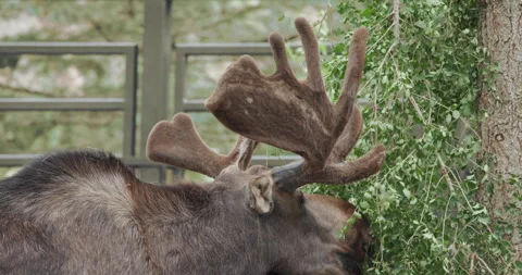 Moose Eating Leaves from a Tree Stock Footage 329320032