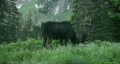 Moose eating mountain meadow HD HD Footage