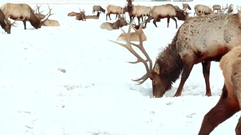 Moose Eating in the Snow Stock Footage 64822277