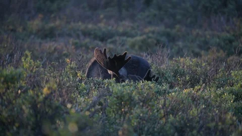 Moose Eating at Sunrise Stock Footage 120144538