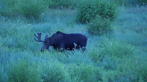 Moose eating tall grass. Stock Footage 56339487