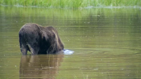 Moose eating vegetation from a pond - Slow motion 60p @ 1080HD Stock Footage 105682974