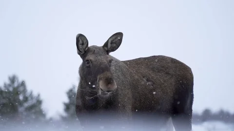 Moose eating while snowing in winter scenery in lapland Stock Footage