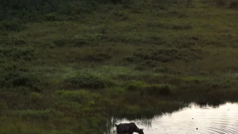Moose eats aquatic plants from river Tilt aerial shots reveal sunset Stock Footage 226882353