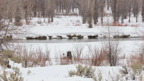 A moose eats brush in a snow back near a river in mid winter. Shot in 4K Stock Footage 331152810