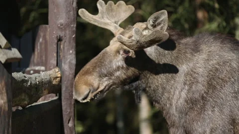 The moose eats from the feeder Stock Footage 157788463