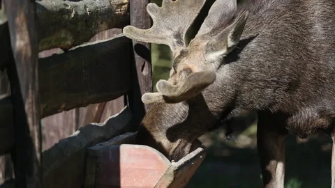 The moose eats from the feeder Stock Footage 157788509