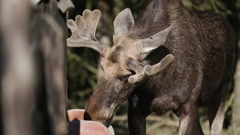 The moose eats from the feeder Stock Footage 157788527