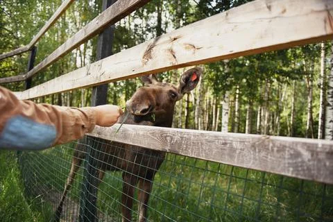 Moose eats from the hand in the forest reserve Stock Photos