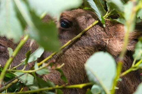 Moose eats leaves from a branch with its muzzle stuck in the bushes Stock Photos