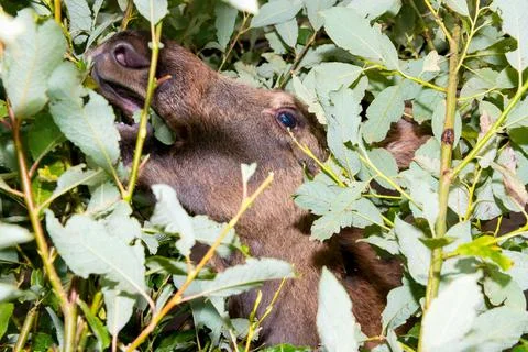Moose eats leaves from a branch with its muzzle stuck in the bushes Stock Photos