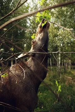 Moose eats maple branches in a deciduous forest Stock Photos