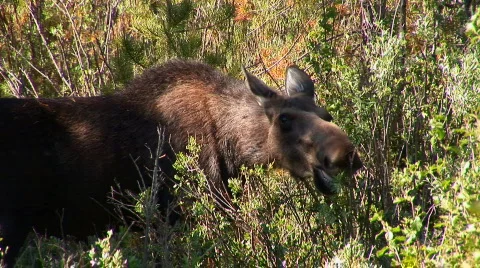 Moose eats tree Stock Footage 82464