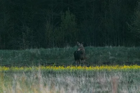 Moose eats yellow flowers in a field near the forest Foto stock