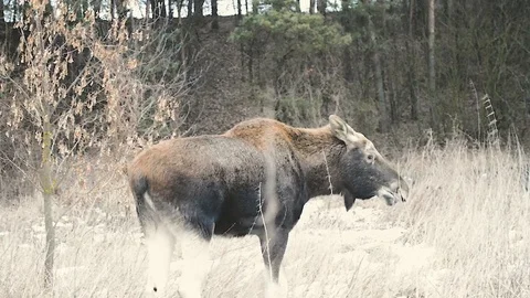 Moose at the edge of the forest Stock Footage 106866691