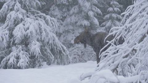 Moose Emerges from Snowy Bush and Looks Back at Something Stock Footage 254229341