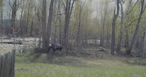 Moose Emerging from Riverside Forest in Spring Vídeos de archivo 347226436