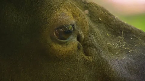 Moose eye  Stock Footage 242848488