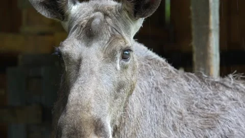 Moose face closeup 스톡 동영상 198006227