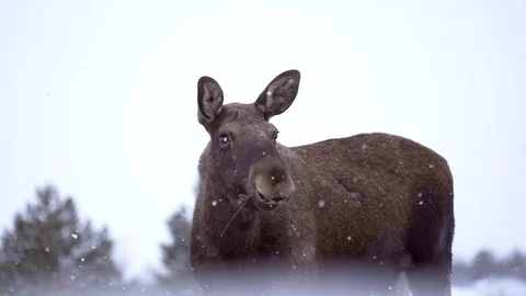 Moose in falling snow in lapland Stock Footage 129164791