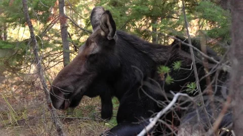 Moose Falls Asleep While Lying On Forest Floor 스톡 동영상 145822071