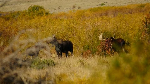Moose Family Stock Footage 175341818