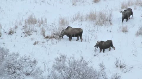 Moose family in the snow Stock Footage