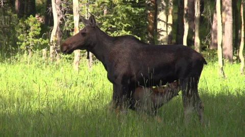 Moose feeding its calf Stock Footage 33071395