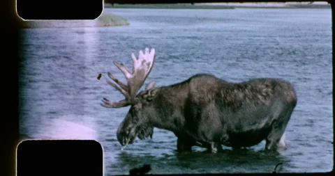 Moose feeding in lake Stock Footage 202052120