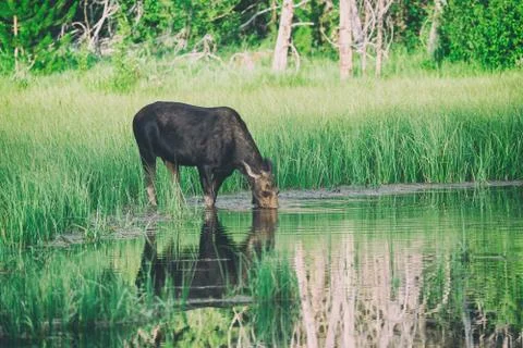 Moose feeding Stockfoto's