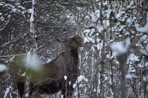Moose feeding on tree branch in winter forest Foto stock