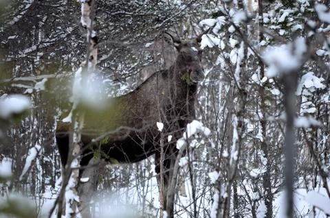 Moose feeding on tree branch in winter forest Foto stock