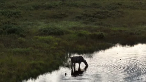 Moose feeds on aquatic plants in the river during sunset Tilting Aerial Stock Footage 226881248