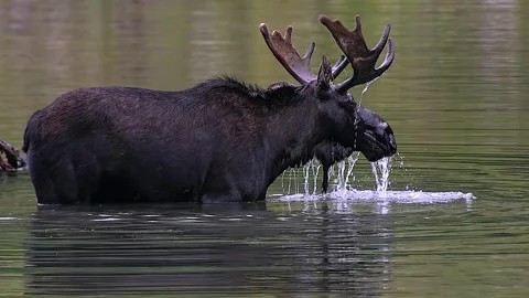 Moose Feeds In Mountain Lake:  Slow-Motion Stock Footage 342272071