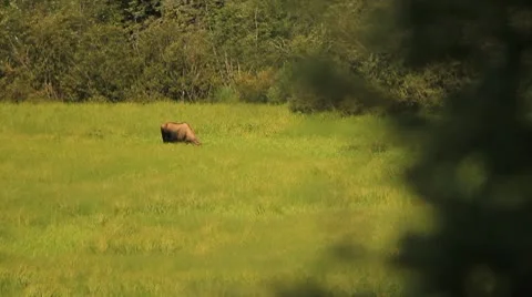 Moose in field Stock Footage 10751626