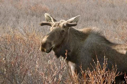 Moose in field Stock Photos