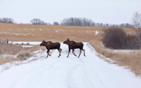 Moose in a field Stock Photos