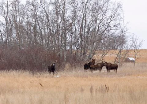 Moose in a field Stock Photos