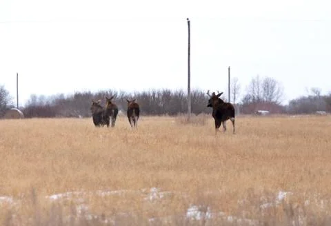 Moose in a field Stock Photos