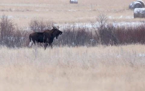 Moose in a field Stock Photos