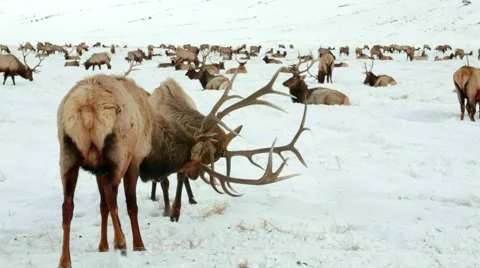 Moose Fighting in the Snow Stock Footage 64822291