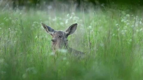 Moose flapping its ears in slow motion Stock Footage 106171937