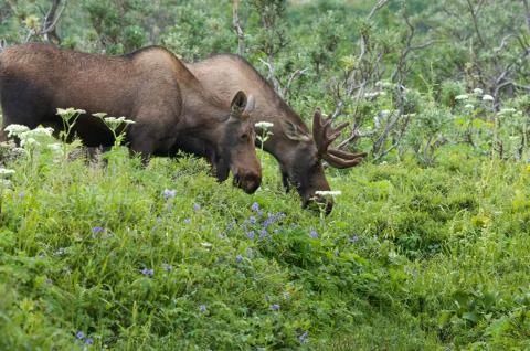 Moose in flowers Stock Photos