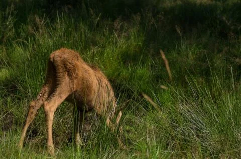 Moose foal Stock Photos