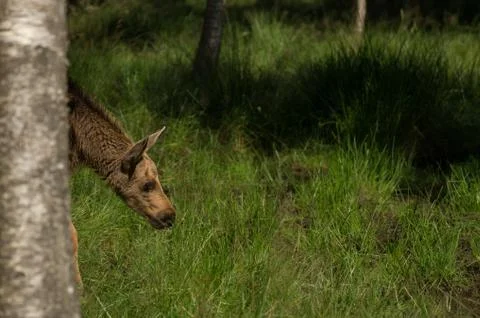 Moose foal Stock-Fotos
