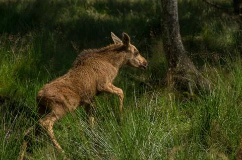 Moose foal Stock Photos