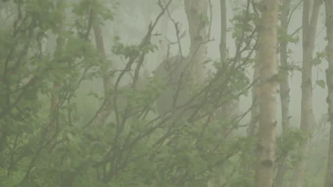 Moose with fog Video stock 144839236