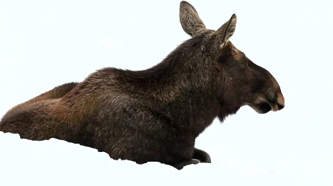 Moose Stock Footage 676044